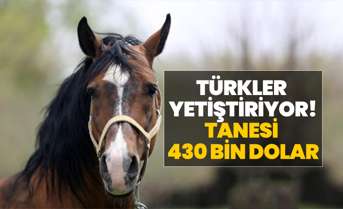 Türkler yetiştiriyor! Tanesi  430 bin dolar