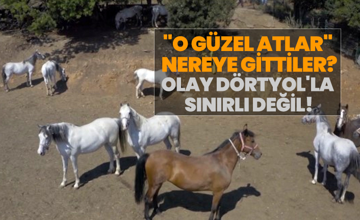 "O güzel atlar"  nereye gittiler? Olay Dörtyol'la  sınırlı değil!
