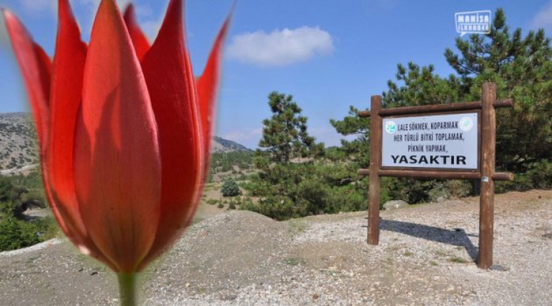 Manisa lalesini koparmanın cezası 80 bin 460 lira