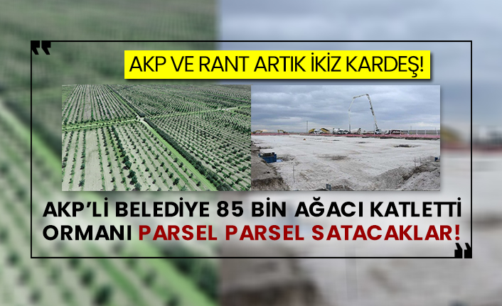 AKP ve rant artık ikiz kardeş!  AKP’li belediye 85 bin ağacı katletti ormanı parsel parsel satacaklar!