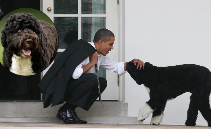 Barack Obama'nın köpeği Bo öldü