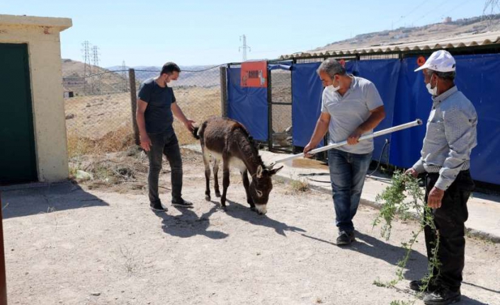 Mardin Büyükşehir Belediyesi'den alkışlanacak hayvan sevgisi!