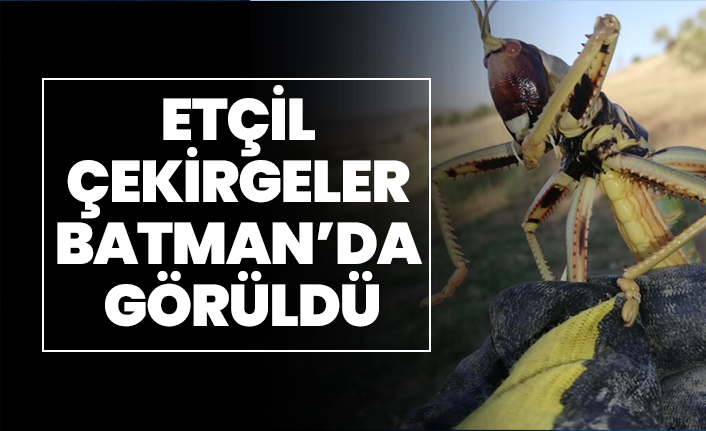 Etçil çekirgeler Batman’da görüldü