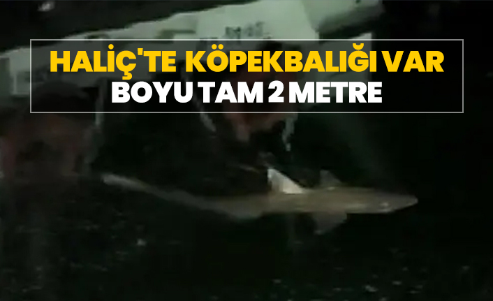 Haliç'te köpekbalığı var! Boyu tam 2 metre