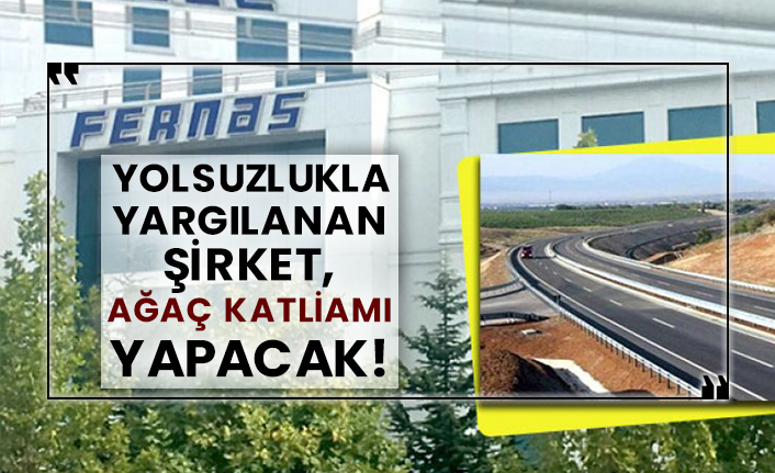 Yolsuzlukla yargılanan şirket, ağaç katliamı yapacak!