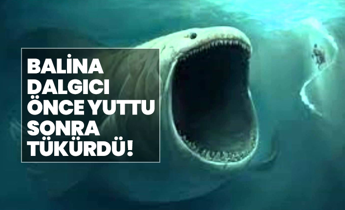 Kambur balina dalgıcı, önce yuttu sonra tükürdü!