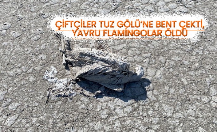 Çiftçiler Tuz Gölü’ne bent çekti, yavru flamingolar öldü