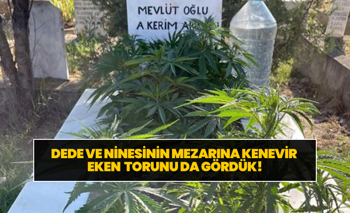 Anneanne ve dedesinin mezarına kenevir ekti