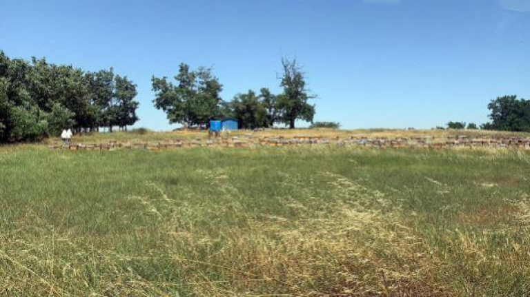 Tekirdağ'da çiftlik çalışanı aile, arıların saldırısına uğradı
