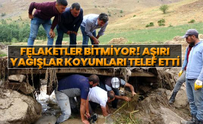 Felaketler bitmiyor! Aşırı yağışlar koyunları telef etti