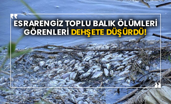 Esrarengiz toplu balık ölümleri görenleri dehşete düşürdü!