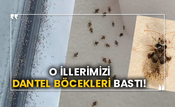 O illerimizi dantel böceği bastı!