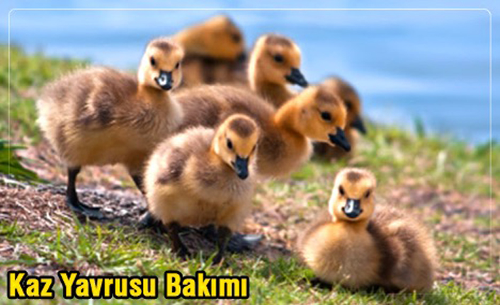 Kaz yavrusu bakımı ve beslenmesinin ilk 3 haftada önemi