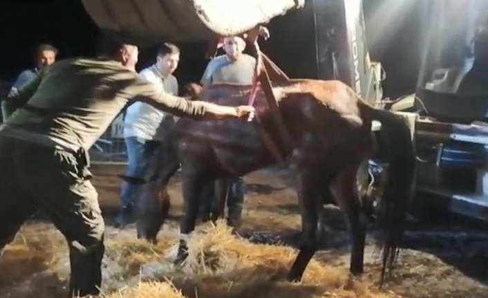 Hopa’da bir skandal daha! Atları yine ölüme terk ettiler!