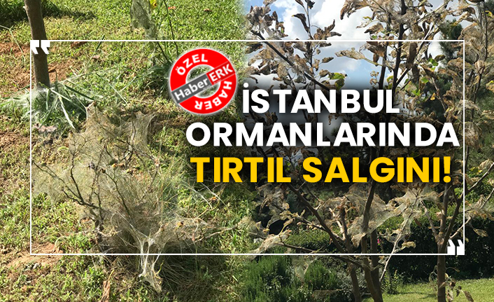 İstanbul ormanlarında tırtıl salgını!