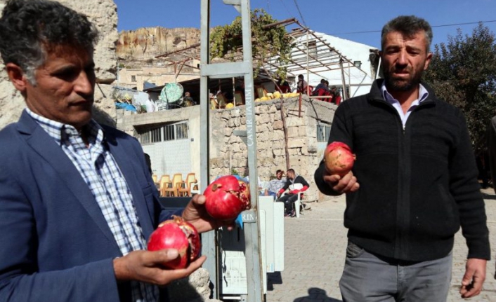 Kayseri’de nar yedikten sonra ölen Saliha Çakır’ın “tarım ilacı” sebebiyle hayatını kaybettiği kesinleşti.