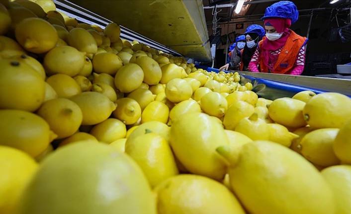 Limon ihracatında hedef 300 milyon dolar