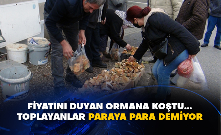 Fiyatını duyan ormana koştu... Toplayanlar paraya para demiyor