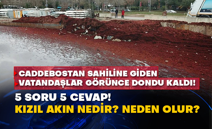 Caddebostan sahiline giden vatandaşlar görünce dondu kaldı! 5 Soru 5 Cevap! Kızıl akın nedir? Neden olur?
