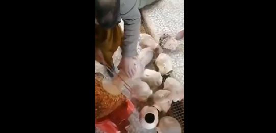 Taliban militanları vitrin mankenlerinin kafalarını kesti