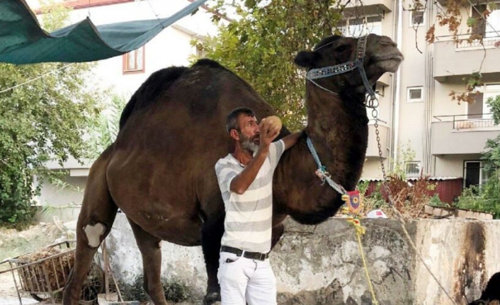 Eğittiği deve tarafından öldürüldü
