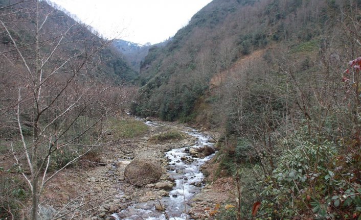 Tüm partiler birleşti, ‘bal ormanı’ kurtuldu