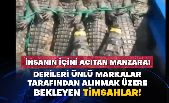 İnsanın içini acıtan manzara! Derileri ünlü markalar tarafından alınmak üzere bekleyen timsahlar!