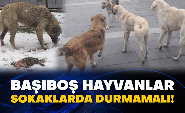 Başıboş hayvanlar sokaklarda durmamalı!