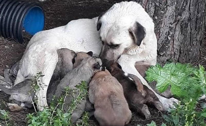 8 milyon sokak hayvanı kısırlaştırılacak