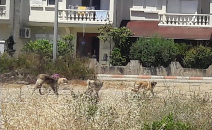 Bozyazı’da sokak köpekleri tehlike saçıyor