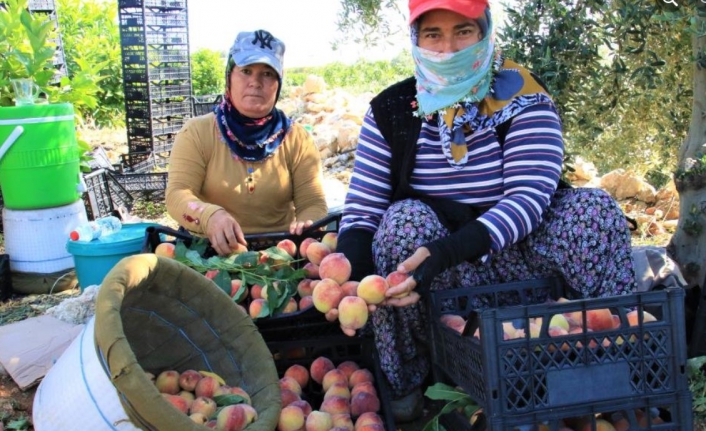 Erkenci şeftali üreticisinin yüzünü güldürdü