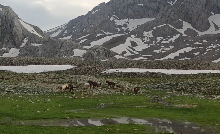 Doğaseverler, 100 kilometre yol kat edip Yılkı Atlarını görüntüledi