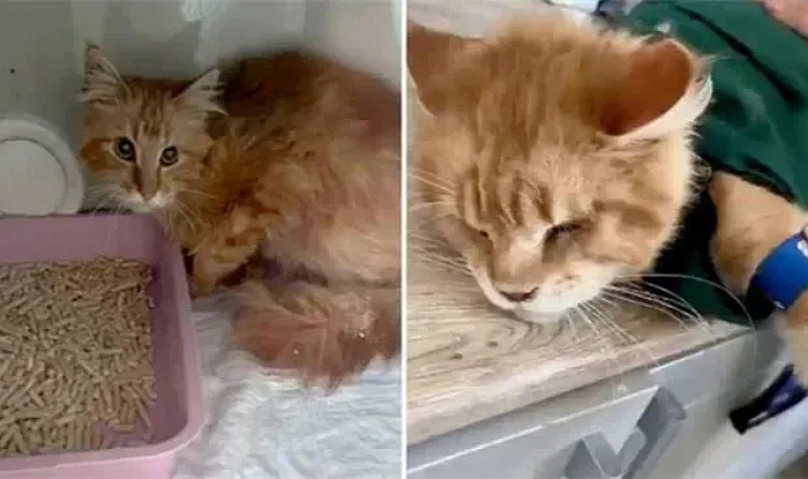 Kediler ölen sahiplerini yedi