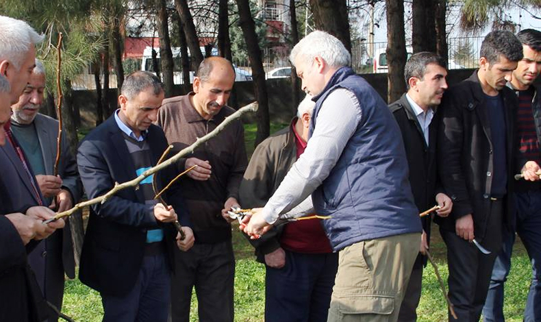 MEYVE AĞAÇLARINDA AŞILAMA MEVSİMİ BAŞLADI