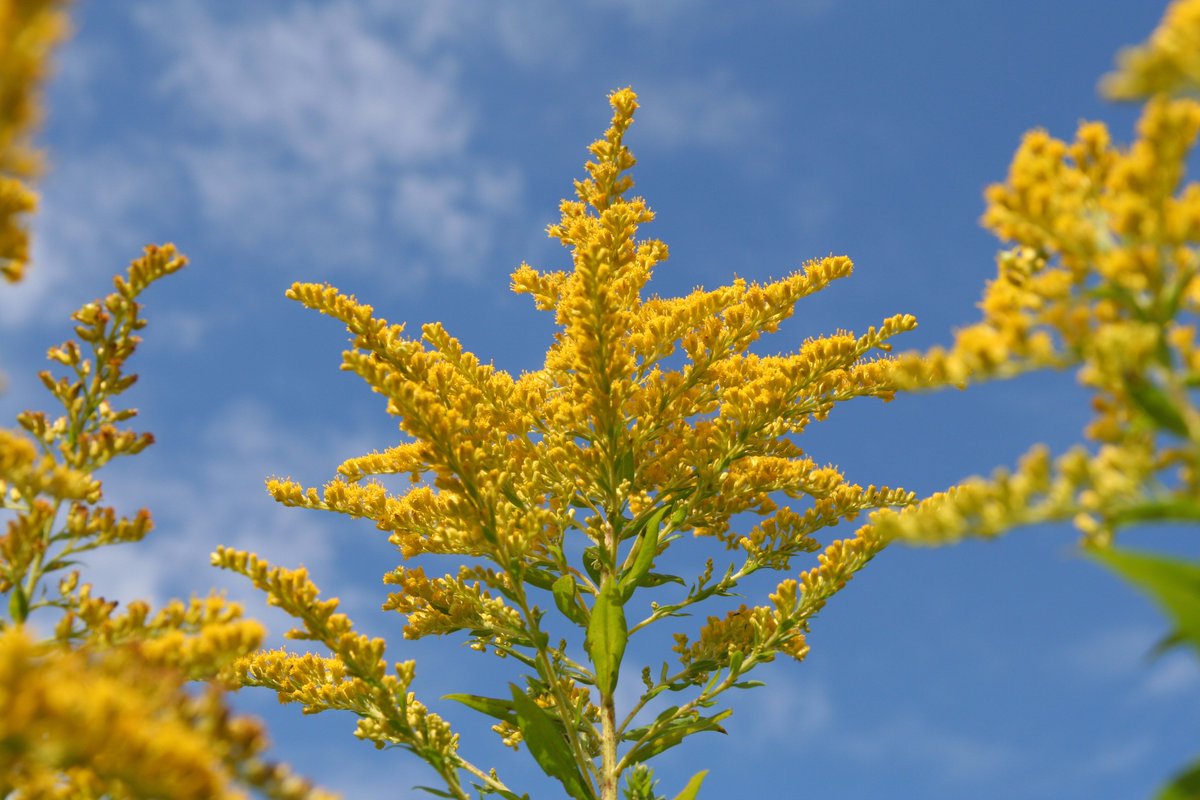 Yeni tehlike Ragweed poleni!