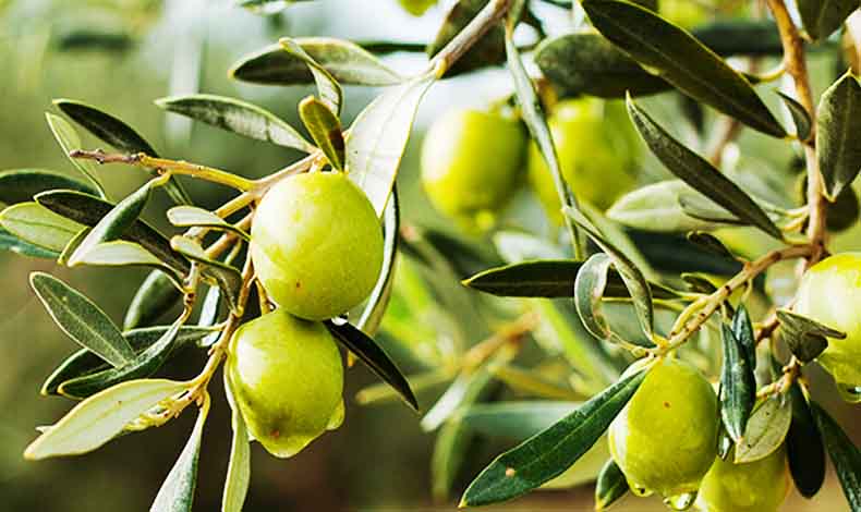 Vücudu baştan sona onaran bitki: Zeytin yaprağı
