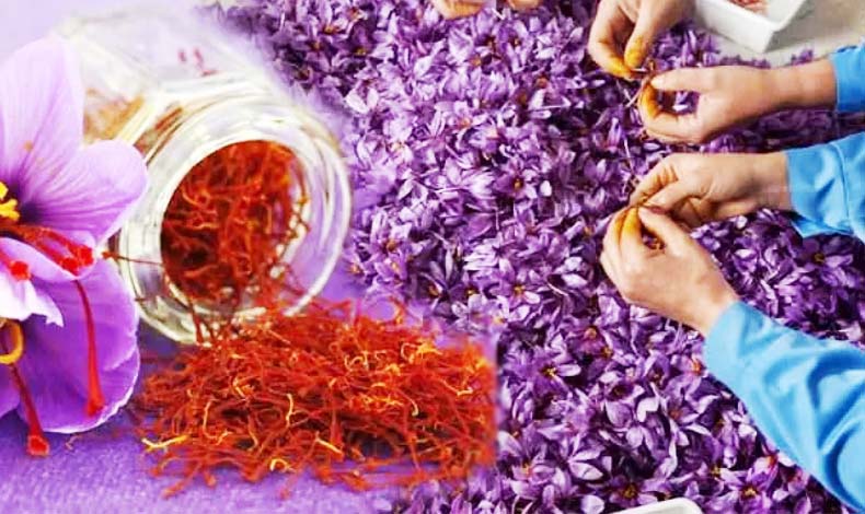 Dünyanın en pahalı bitkilerinden: Fiyatı dudak uçuklattı
