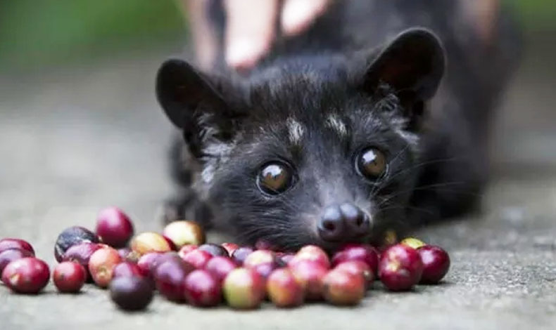 Dünyanın en pahalı kahvesinde kedi detayı!