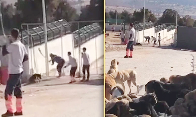 Konya'daki köpek katliamında hayvanseverleri kızdıran ceza
