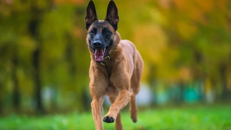 İşte dünyanın en akıllı köpek cinsi