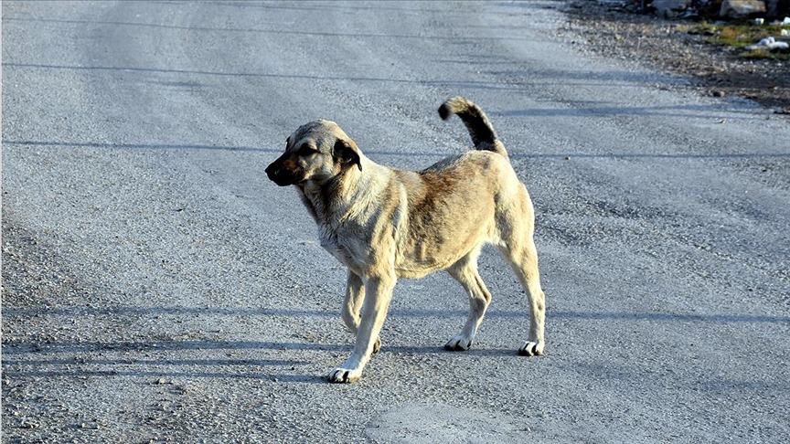 Pendik'te okula giden çocuğa köpek saldırısı