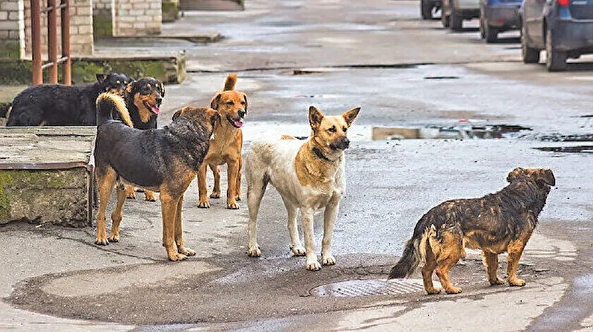 Belediyelere sesleniyoruz: Başıboş köpek sorunu çözülmeli!