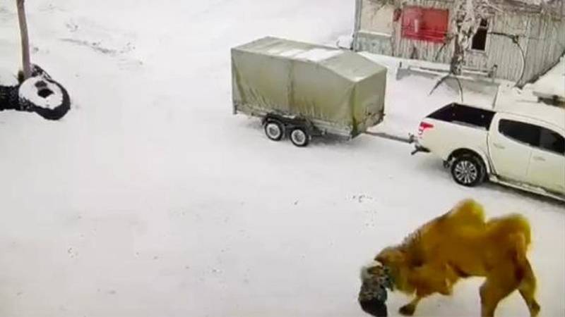 Tüyler ürperten görüntüler: deve, bakıcısını öldürdü!