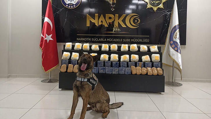Narkotik köpeği 'Juno' sayesinde 37 kilo uyuşturucu yakalandı