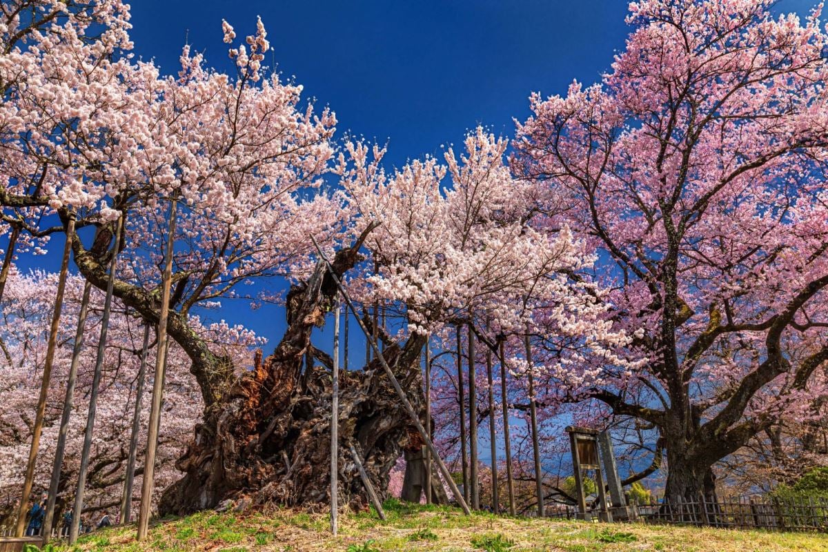 Yaşamın ve ölümün simgesi: Sakura ağacı nedir?