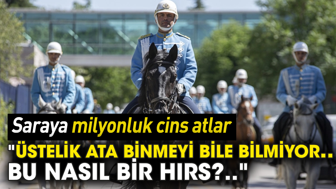 Saraya milyonluk cins atlar