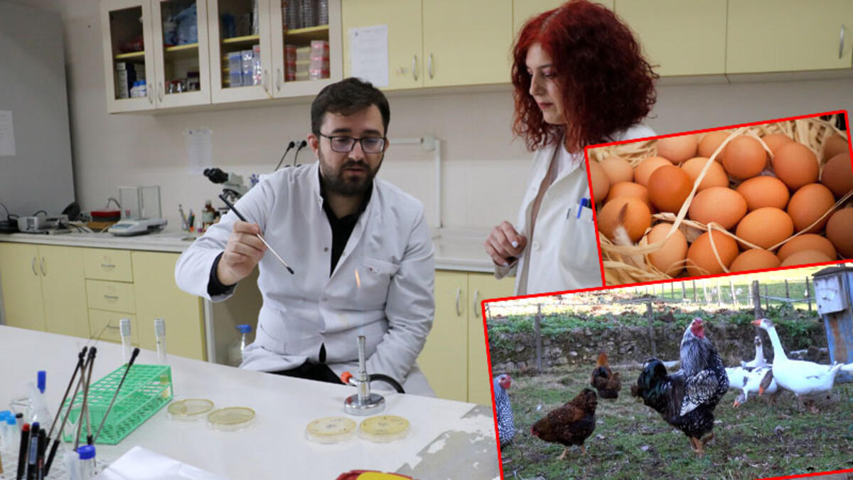 'Kanatlı eti ve yumurtası yüksek ısıda tüketilmeli'