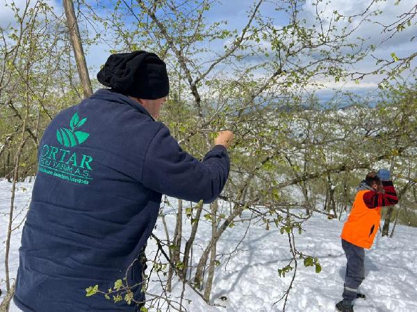 Ordu'da kar ve soğuk hava sonrası fındıkta zarar tespiti