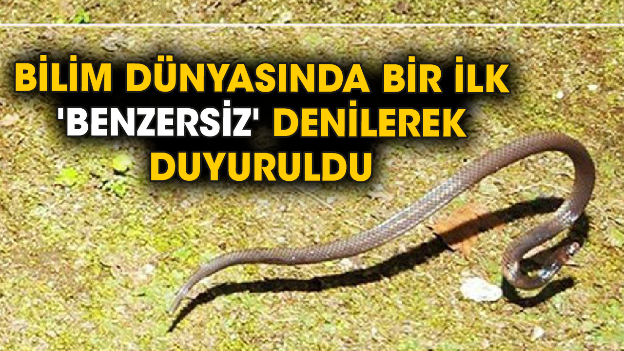 Bilim dünyasında bir ilk... 'Benzersiz' denilerek duyuruldu