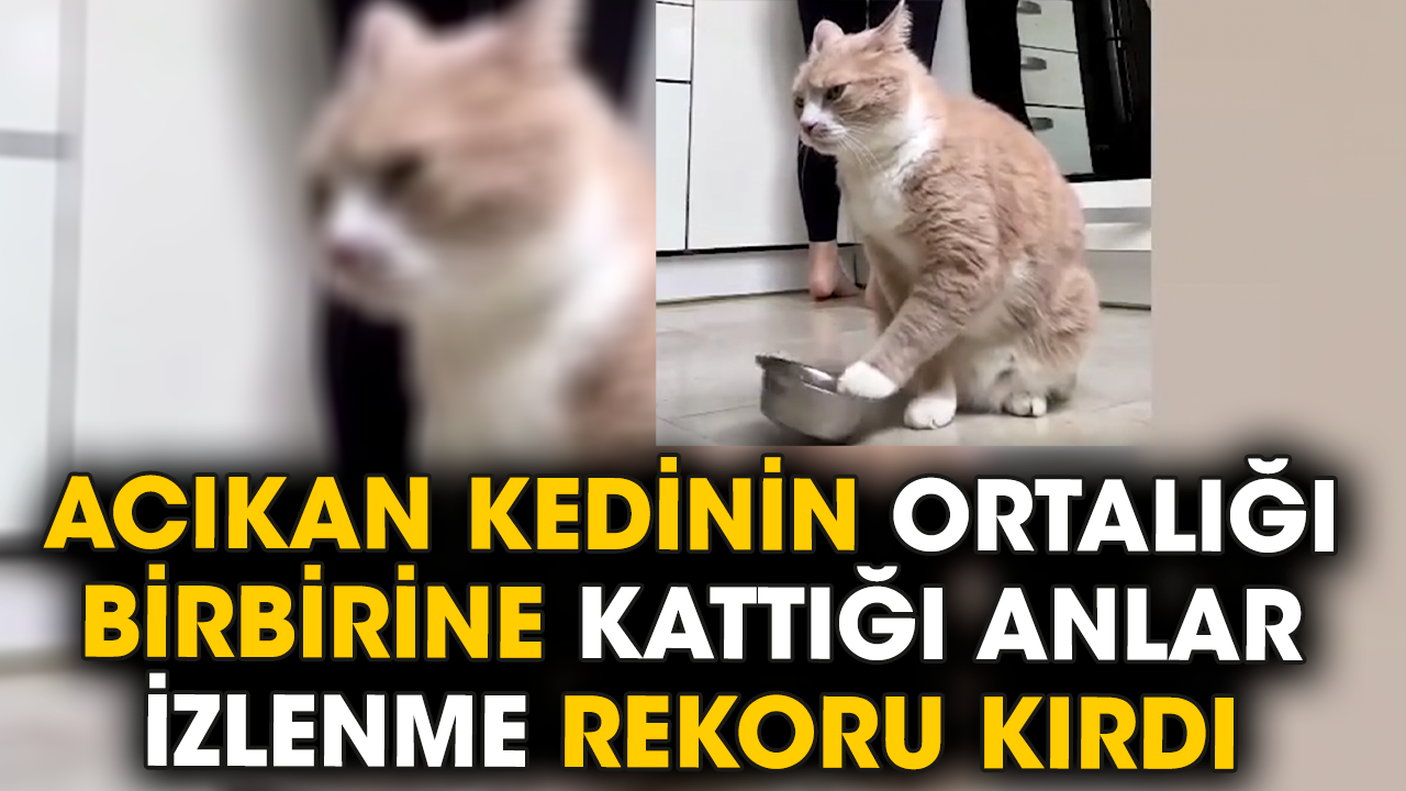 Acıkan kedinin ortalığı birbirine kattığı anlar izlenme rekoru kırdı